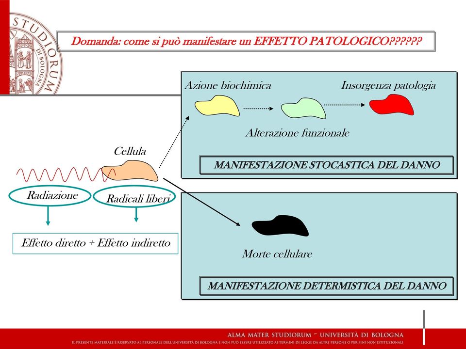 funzionale MANIFESTAZIONE STOCASTICA DEL DANNO Radiazione Radicali