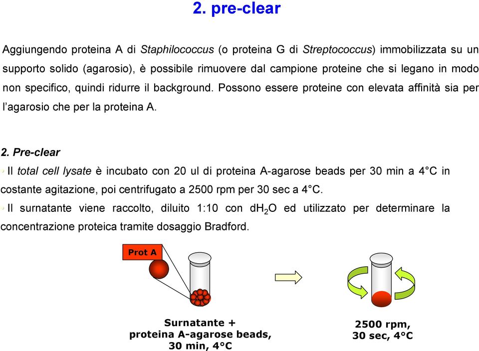 Pre-clear Il total cell lysate è incubato con 20 ul di proteina A-agarose beads per 30 min a 4 C in costante agitazione, poi centrifugato a 2500 rpm per 30 sec a 4 C.