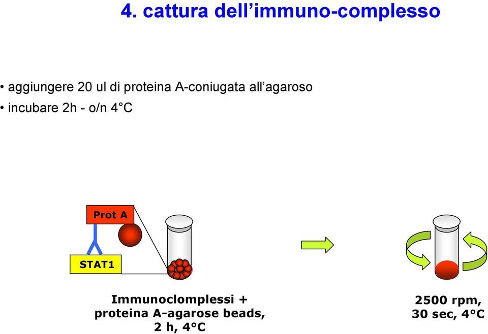 2h - o/n 4 C Prot A STAT1 Immunoclomplessi +