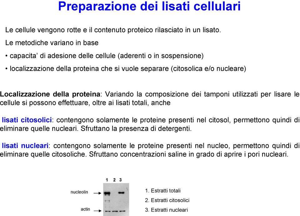 proteina: Variando la composizione dei tamponi utilizzati per lisare le cellule si possono effettuare, oltre ai lisati totali, anche lisati citosolici: contengono solamente le proteine presenti nel