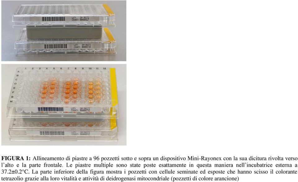 Le piastre multiple sono state poste esattamente in questa maniera nell incubatrice esterna a 37.2±0.2 C.