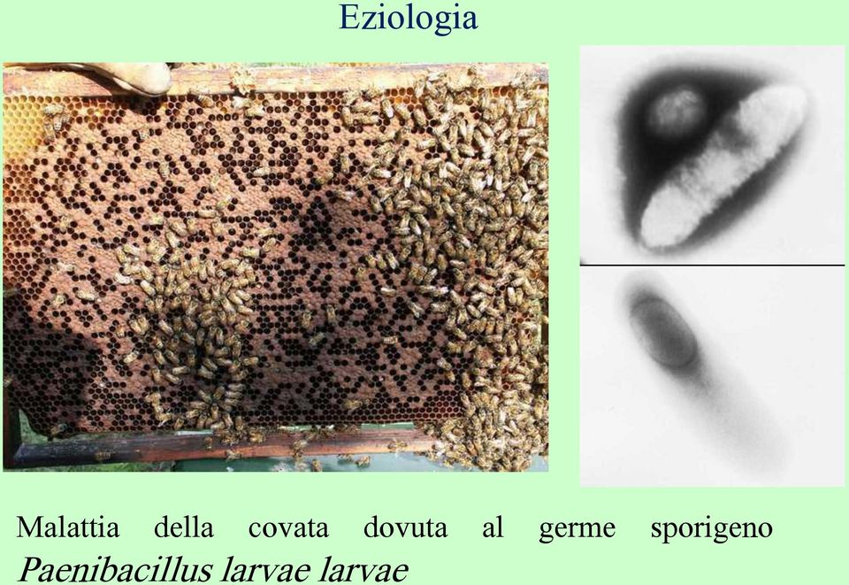 al germe sporigeno