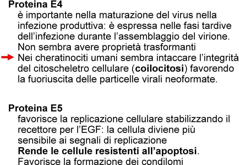 Non sembra avere proprietà trasformanti Nei cheratinociti umani sembra intaccare l integrità del citoscheletro cellulare (coilocitosi) favorendo