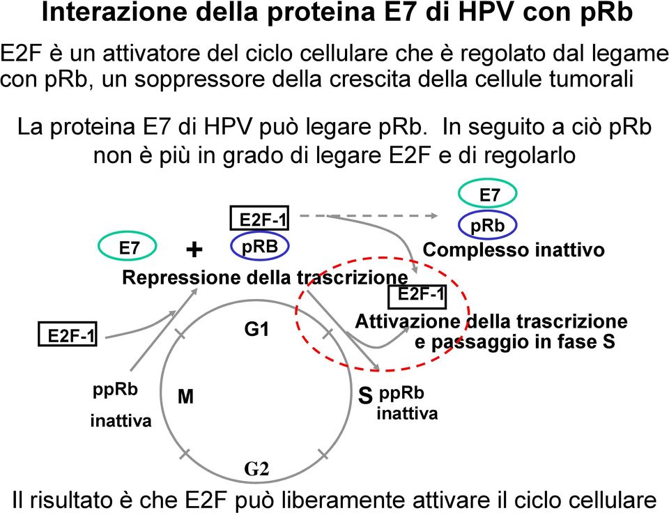 In seguito a ciò prb non è più in grado di legare E2F e di regolarlo E7 E7 + E2F-1 prb prb Complesso inattivo Repressione della