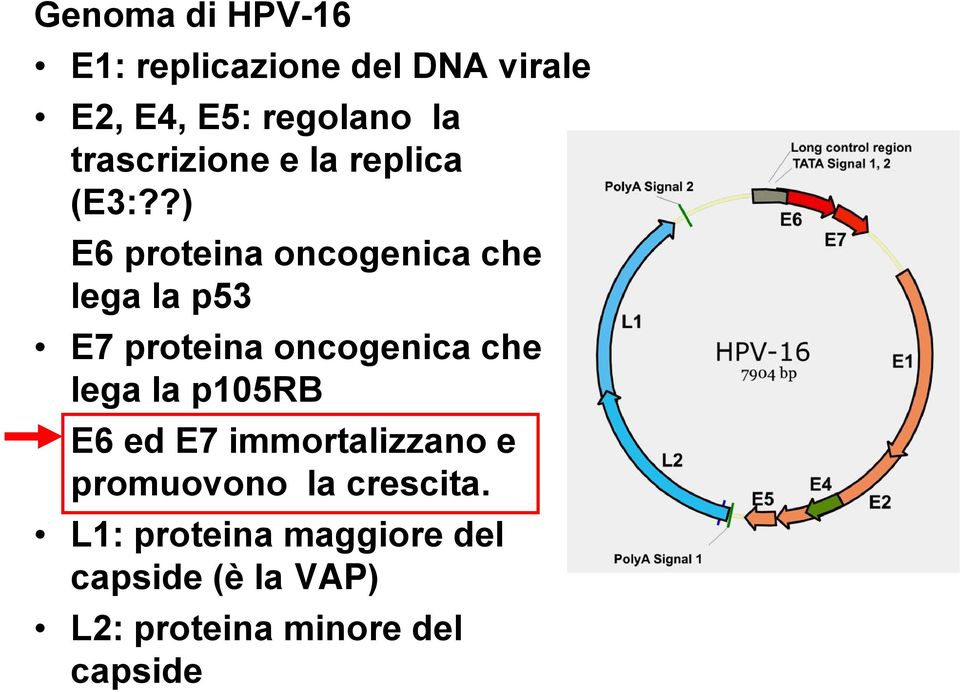 ?) E6 proteina oncogenica che lega la p53 E7 proteina oncogenica che lega la