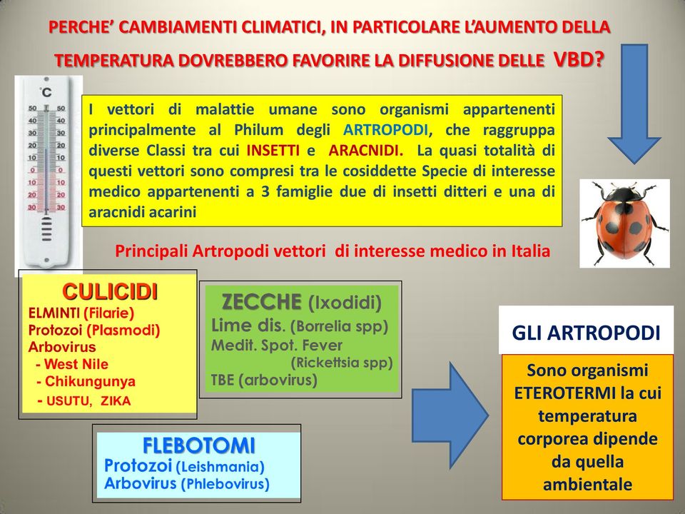 ARACNIDI.