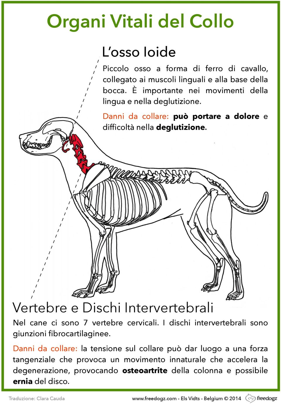 Vertebre e Dischi Intervertebrali Nel cane ci sono 7 vertebre cervicali. I dischi intervertebrali sono giunzioni fibrocartilaginee.