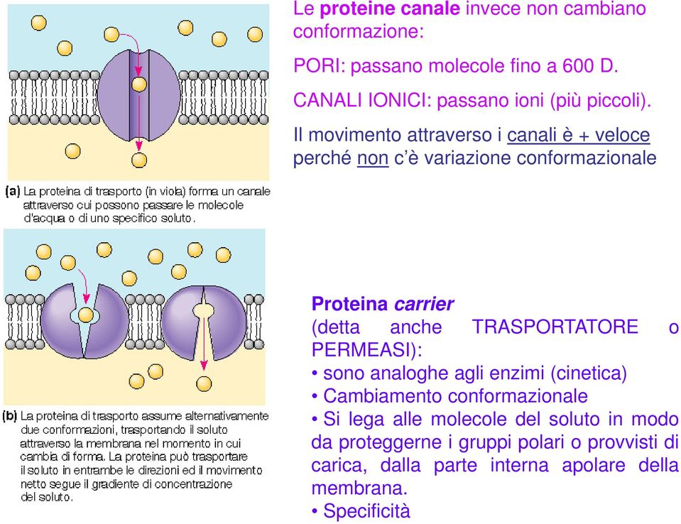 Il movimento attraverso i canali è + veloce perché non c è variazione conformazionale Proteina carrier (detta anche