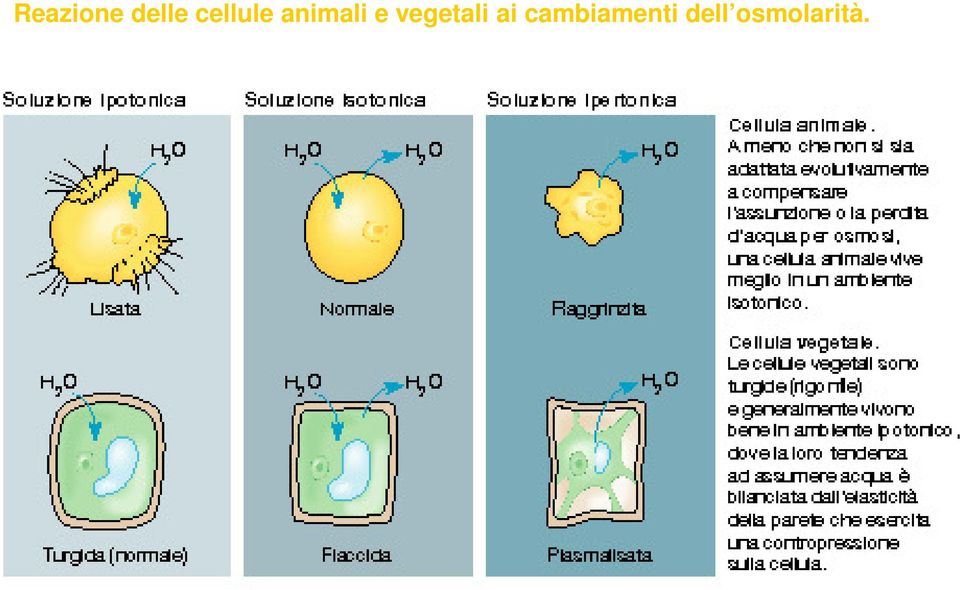 vegetali ai