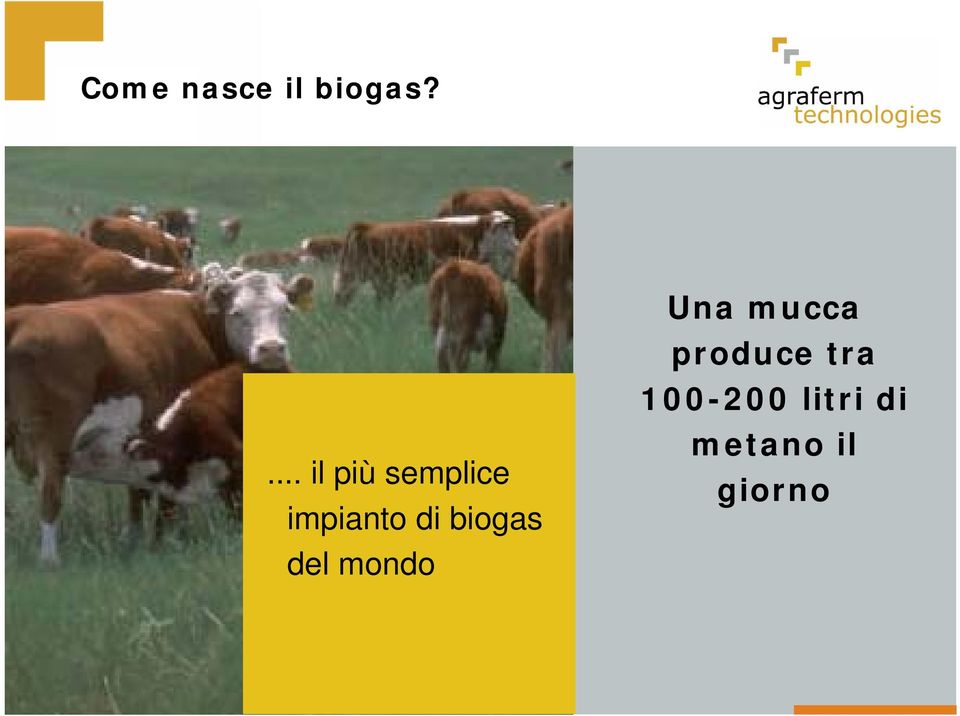 biogas del mondo Una mucca