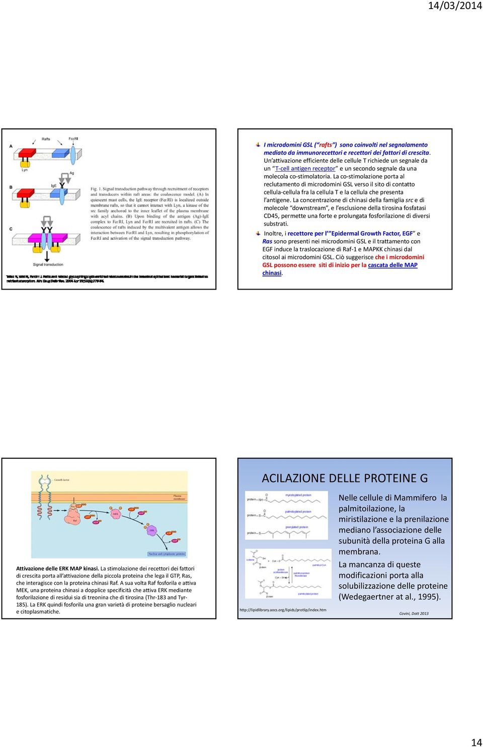 La co stimolazione porta al reclutamento di microdomini GSL verso il sito di contatto cellula cellula fra la cellula T e la cellula che presenta l antigene.