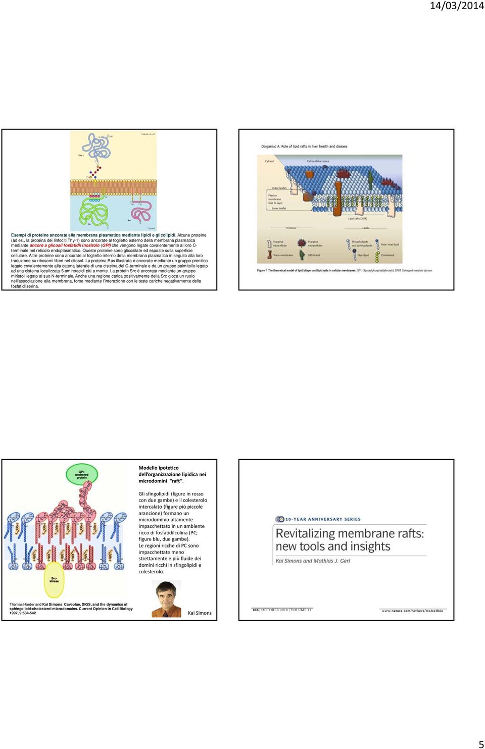 terminale nel reticolo endoplasmatico. Queste proteine sono glicosilate ed esposte sulla superficie cellulare.