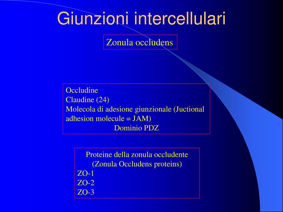 (Juctional adhesion molecule = JAM) Dominio PDZ