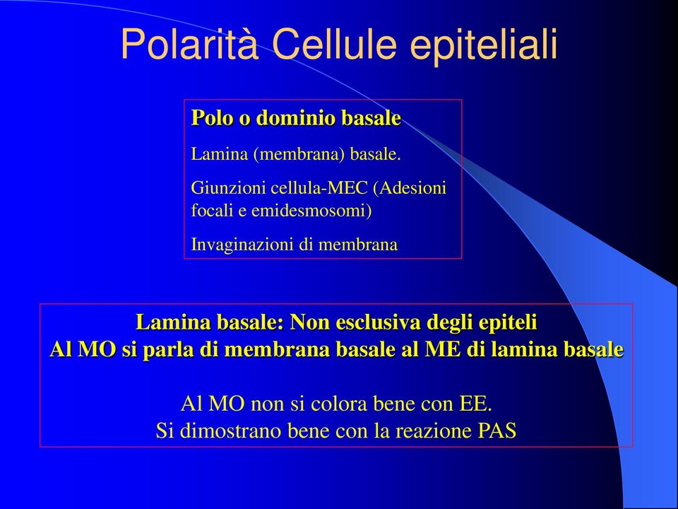 Lamina basale: Non esclusiva degli epiteli Al MO si parla di membrana basale al