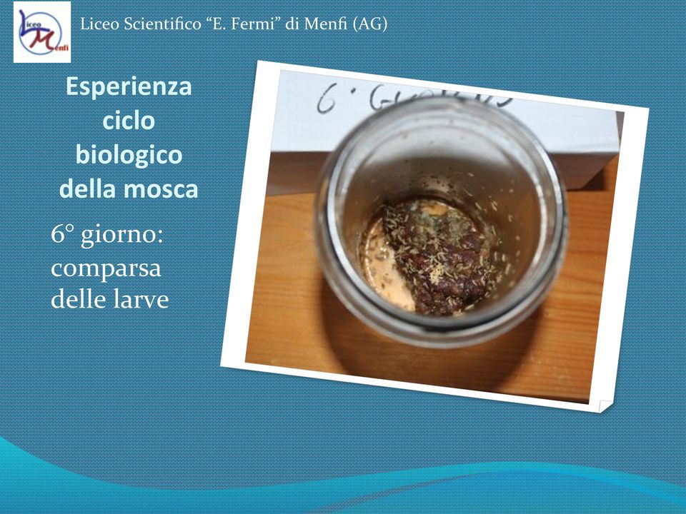 della*mosca* 6