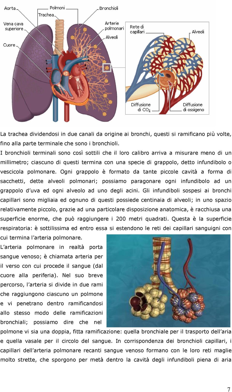 Ogni grappolo è formato da tante piccole cavità a forma di sacchetti, dette alveoli polmonari; possiamo paragonare ogni infundibolo ad un grappolo d uva ed ogni alveolo ad uno degli acini.