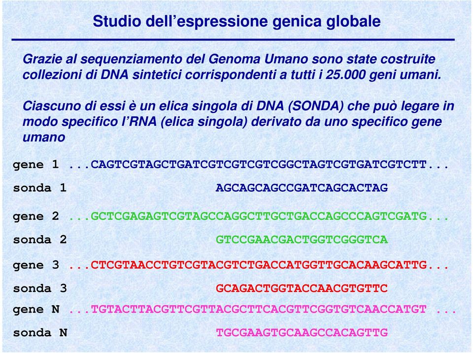 ..CAGTCGTAGCTGATCGTCGTCGTCGGCTAGTCGTGATCGTCTT... sonda 1 AGCAGCAGCCGATCAGCACTAG gene 2...GCTCGAGAGTCGTAGCCAGGCTTGCTGACCAGCCCAGTCGATG.