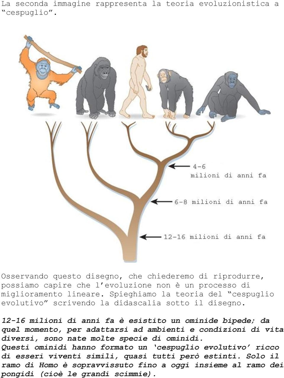 Spieghiamo la teoria del cespuglio evolutivo scrivendo la didascalia sotto il disegno.