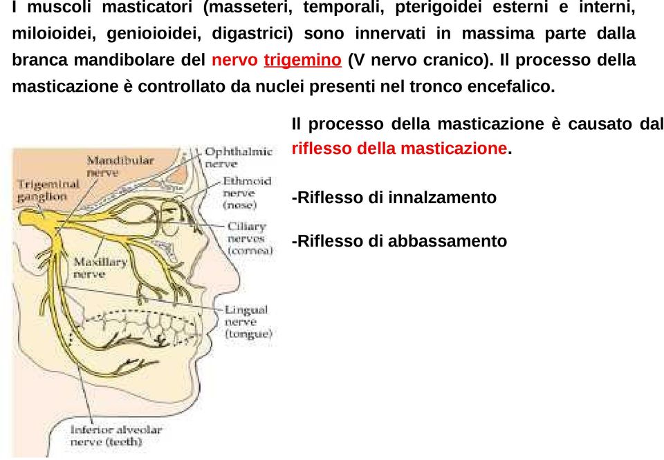 cranico). Il processo della masticazione è controllato da nuclei presenti nel tronco encefalico.
