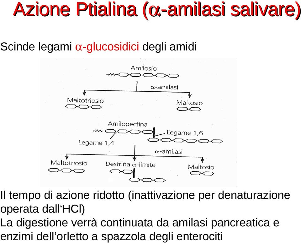 denaturazione operata dall HCl) La digestione verrà continuata