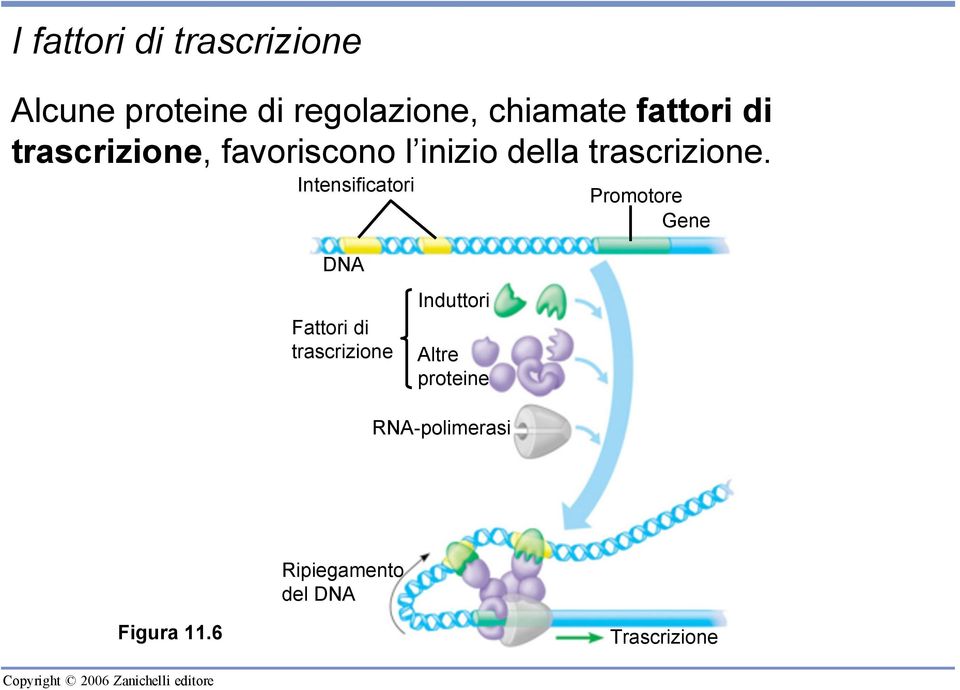 Intensificatori Promotore Gene DNA Fattori di trascrizione Induttori