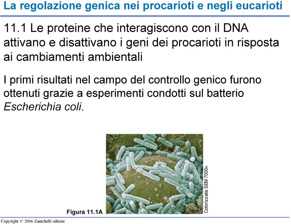 procarioti in risposta ai cambiamenti ambientali I primi risultati nel campo del