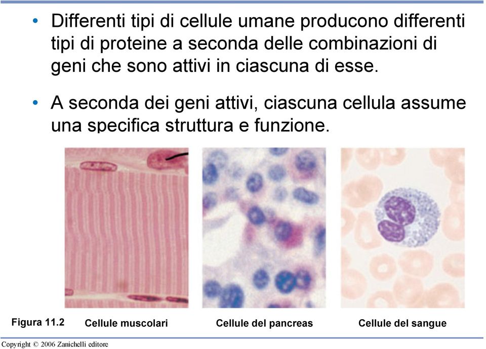 A seconda dei geni attivi, ciascuna cellula assume una specifica struttura