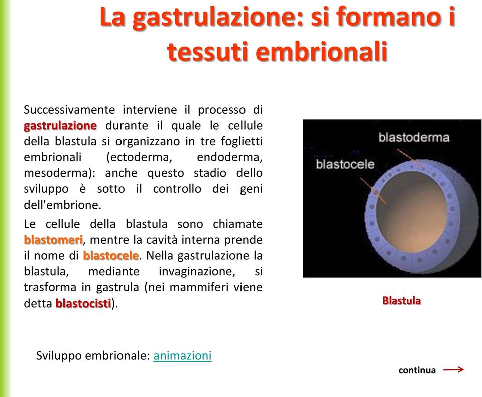 geni dell'embrione. Le cellule della blastula sono chiamate blastomeri, mentre la cavità interna prende il nome di blastocele.