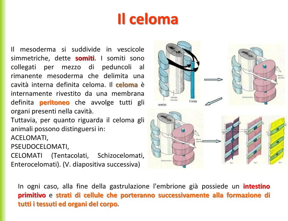 Il celoma è internamente rivestito da una membrana definita peritoneo che avvolge tutti gli organi presenti nella cavità.
