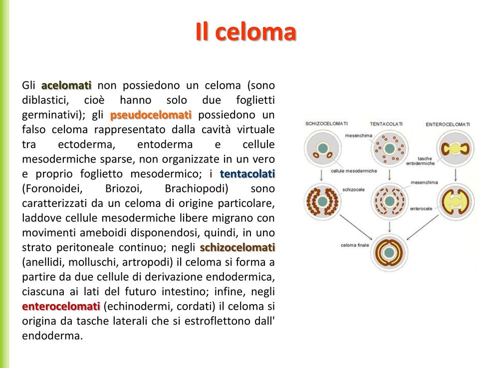 origine particolare, laddove cellule mesodermiche libere migrano con movimenti ameboidi disponendosi, quindi, in uno strato peritoneale continuo; negli schizocelomati (anellidi, molluschi, artropodi)