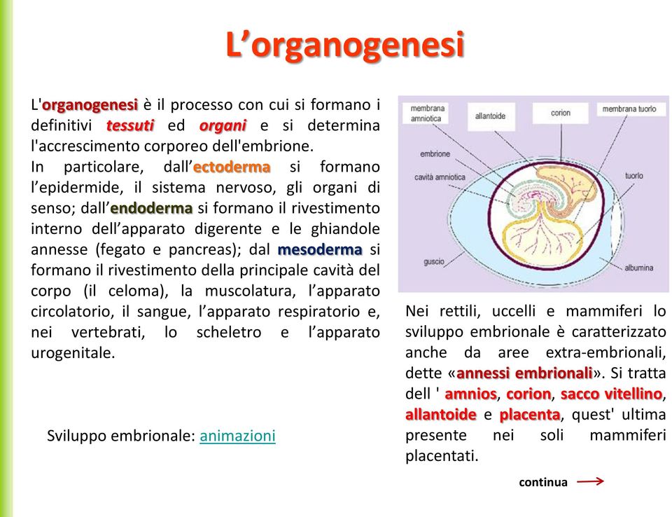 (fegato e pancreas); dal mesoderma si formano il rivestimento della principale cavità del corpo (il celoma), la muscolatura, l apparato circolatorio, il sangue, l apparato respiratorio e, nei