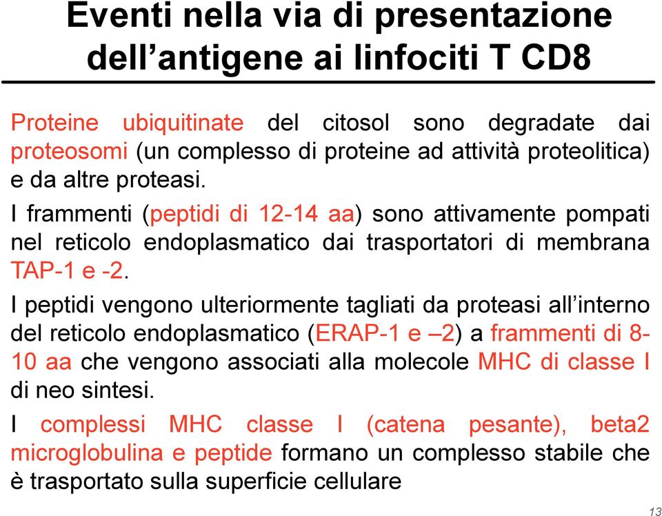 I peptidi vengono ulteriormente tagliati da proteasi all interno del reticolo endoplasmatico (ERAP-1 e 2) a frammenti di 8-10 aa che vengono associati alla molecole MHC