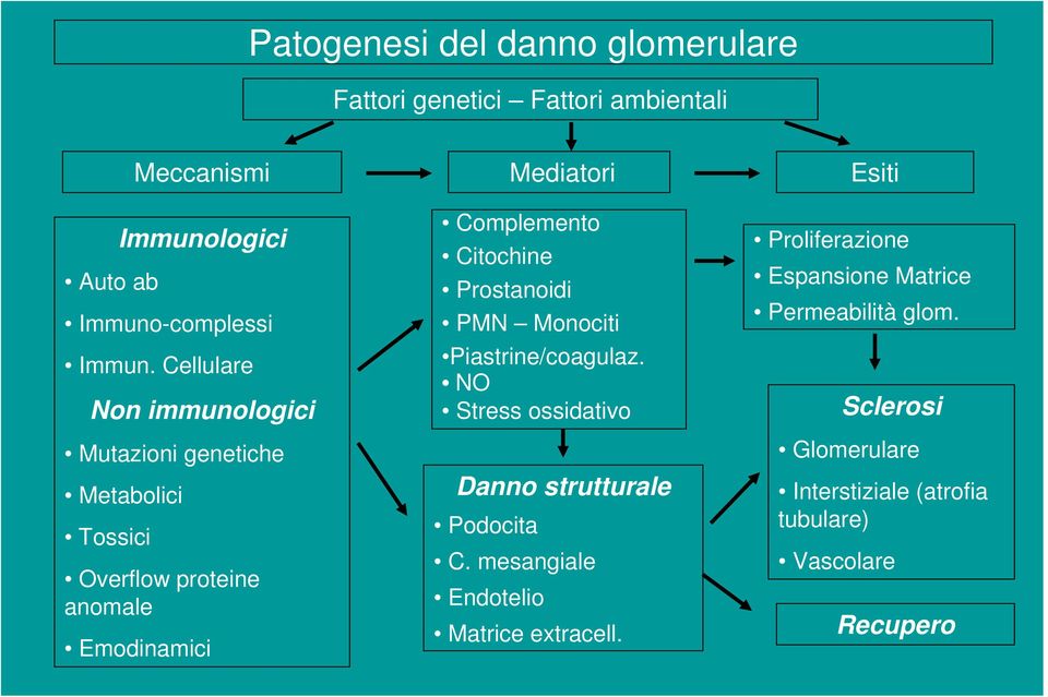 strutturale Podocita C. mesangiale Endotelio Mediatori Prostanoidi PMN Monociti Piastrine/coagulaz.