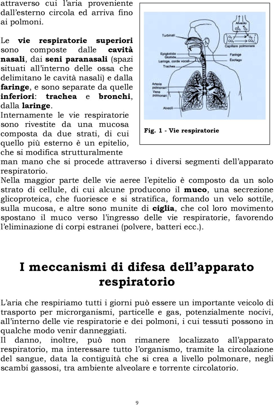 inferiori: trachea e bronchi, dalla laringe. Internamente le vie respiratorie sono rivestite da una mucosa Fig.