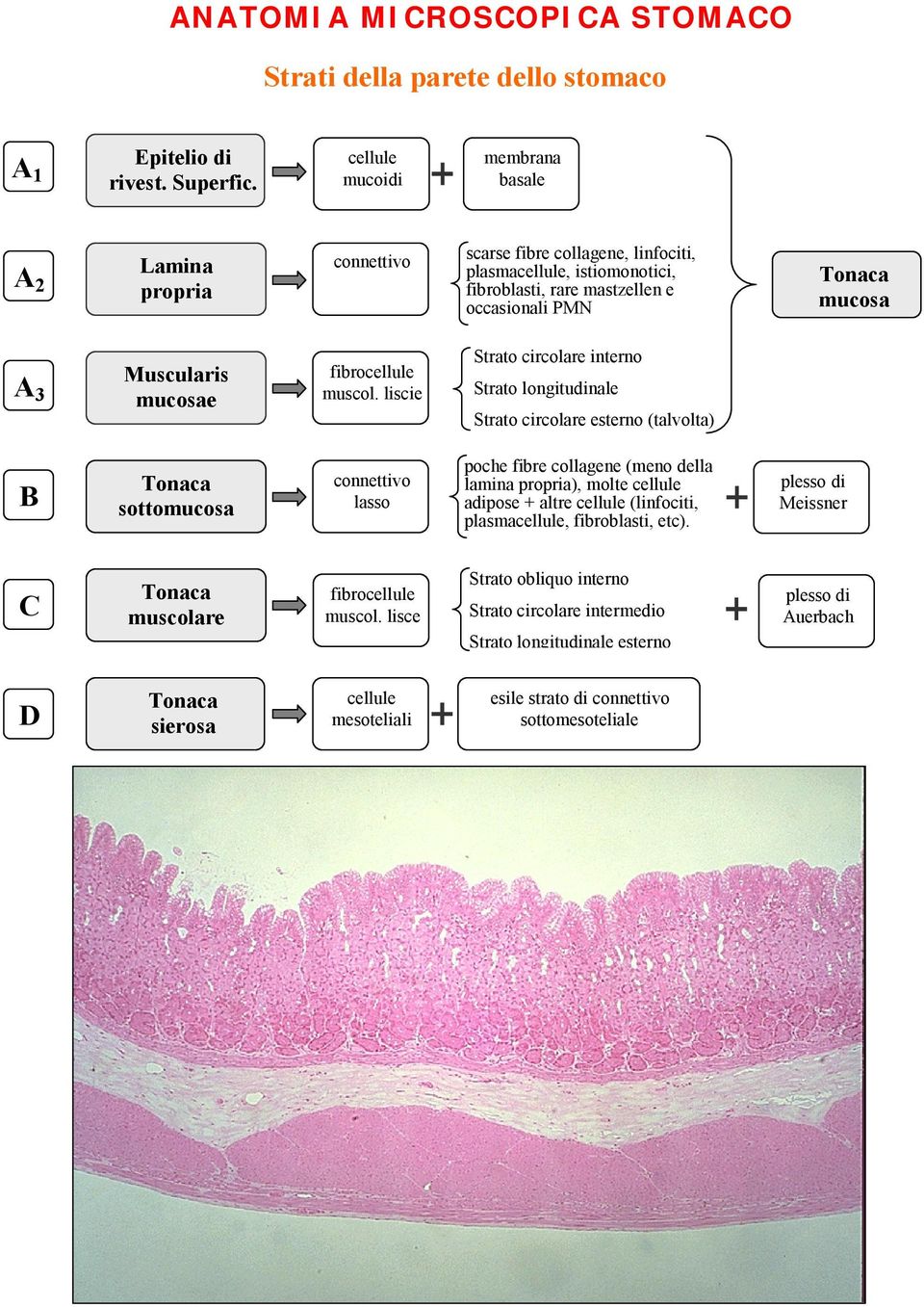 mucosae fibrocellule muscol.