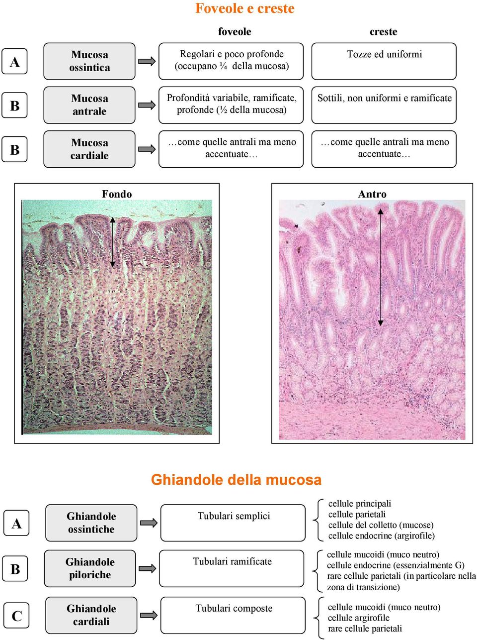 semplici cellule principali cellule parietali cellule del colletto (mucose) cellule endocrine (argirofile) Ghiandole piloriche Tubulari ramificate cellule mucoidi (muco neutro) cellule endocrine