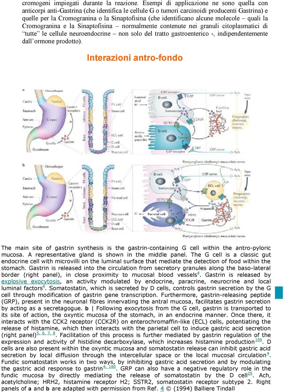 identificano alcune molecole quali la Cromogranina e la Sinaptofisina normalmente contenute nei granuli citoplasmatici di tutte le cellule neuroendocrine non solo del tratto gastroenterico -,