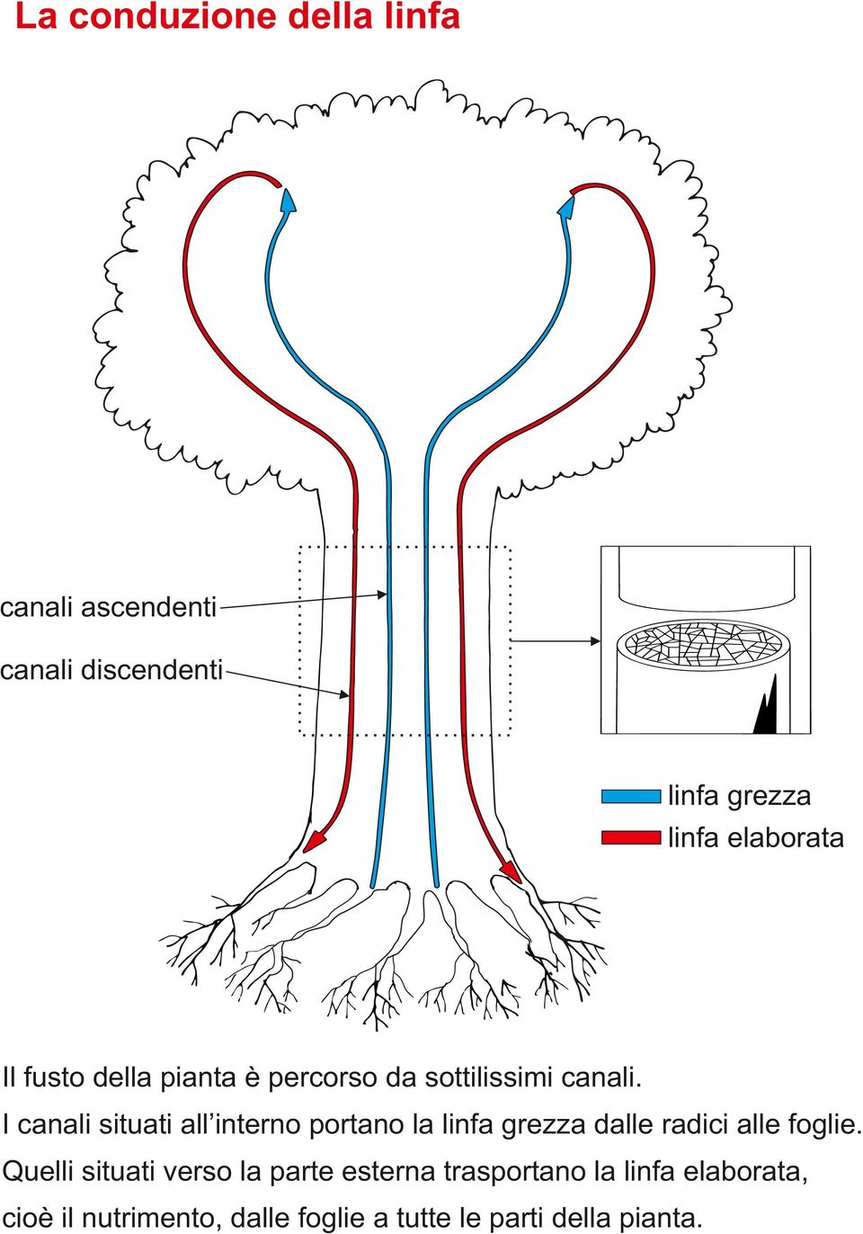 I canali situati all interno portano la linfa grezza dalle radici alle foglie.