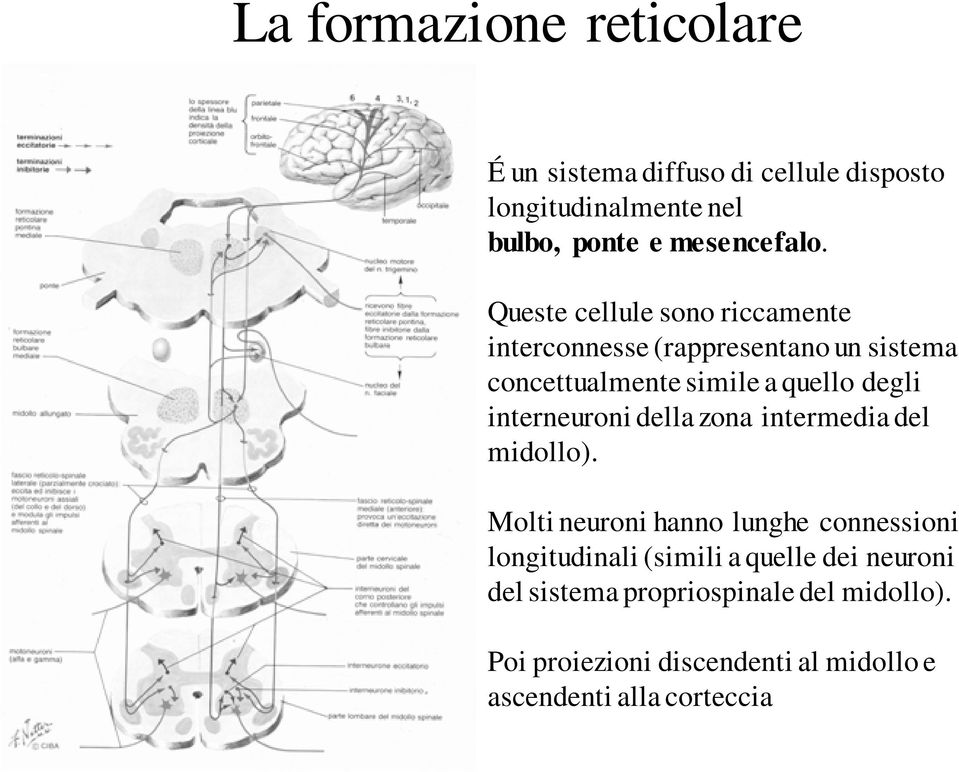 interneuroni della zona intermedia del midollo).