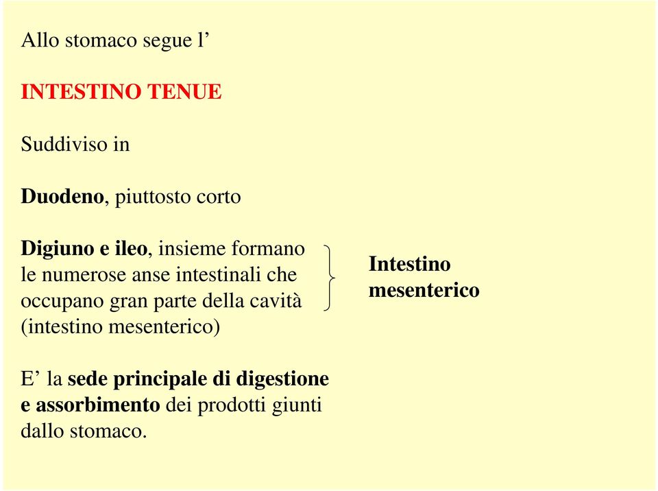 gran parte della cavità (intestino mesenterico) Intestino mesenterico E la