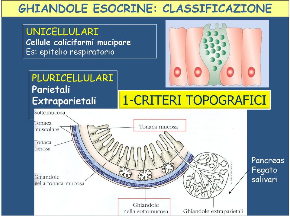 epitelio respiratorio PLURICELLULARI Parietali