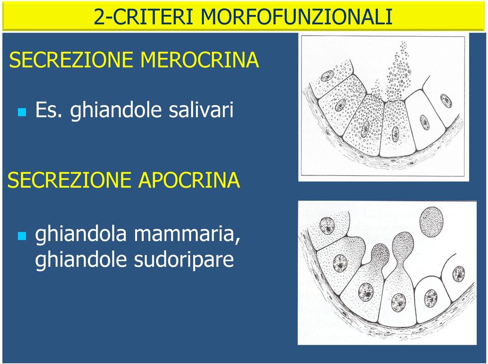 ghiandole salivari SECREZIONE