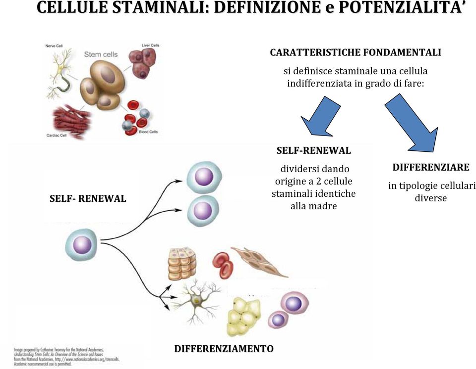 RENEWAL SELF RENEWAL dividersi dando origine a 2 cellule staminali
