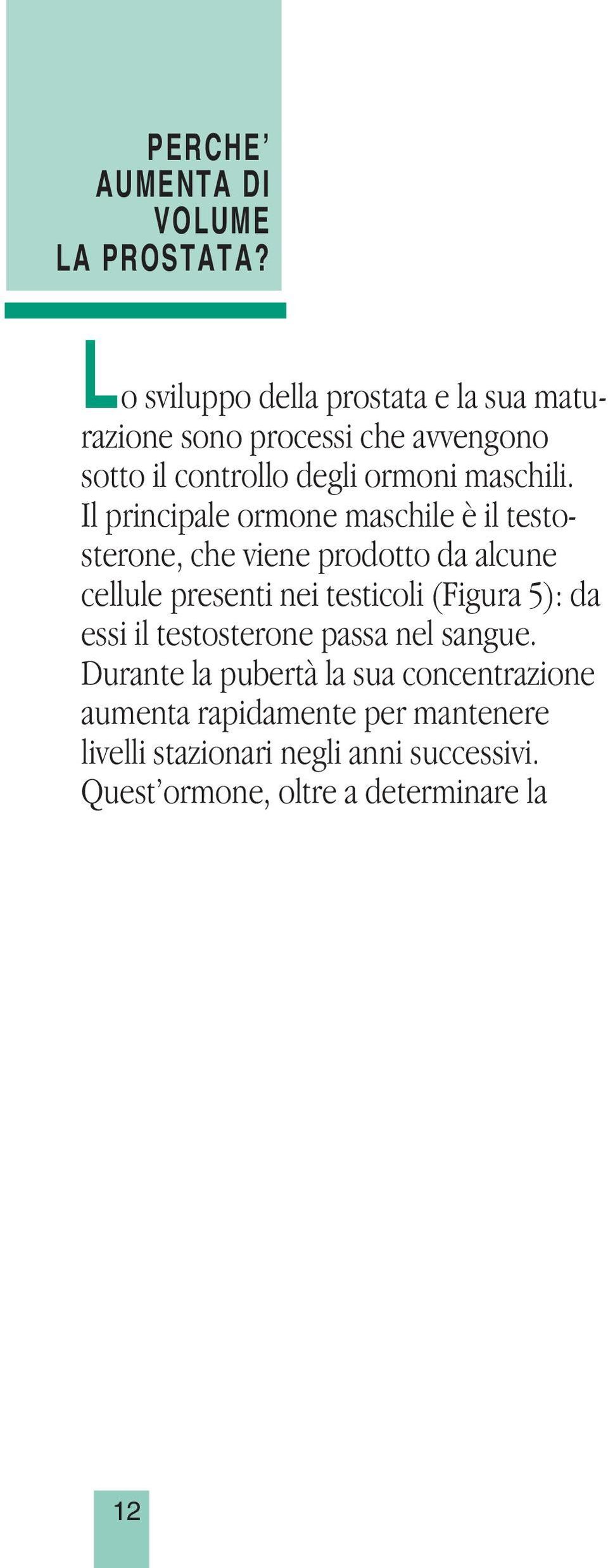 Il principale ormone maschile è il testosterone, che viene prodotto da alcune cellule presenti nei testicoli (Figura