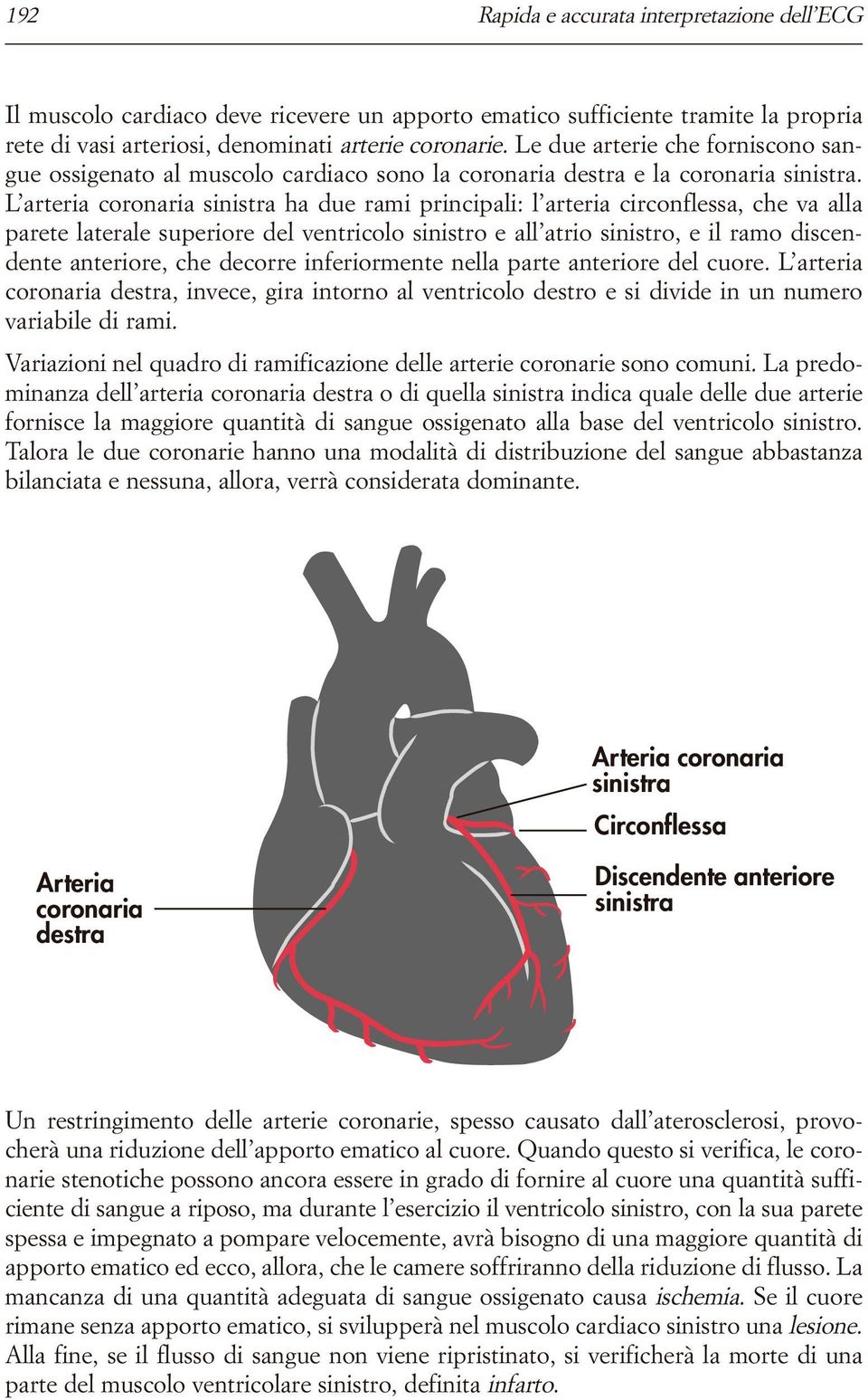 L arteria coronaria sinistra ha due rami principali: l arteria circonflessa, che va alla parete laterale superiore del ventricolo sinistro e all atrio sinistro, e il ramo discendente anteriore, che