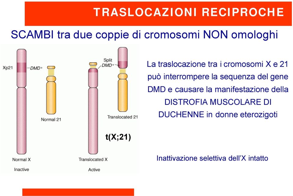 sequenza del gene DMD e causare la manifestazione della DISTROFIA