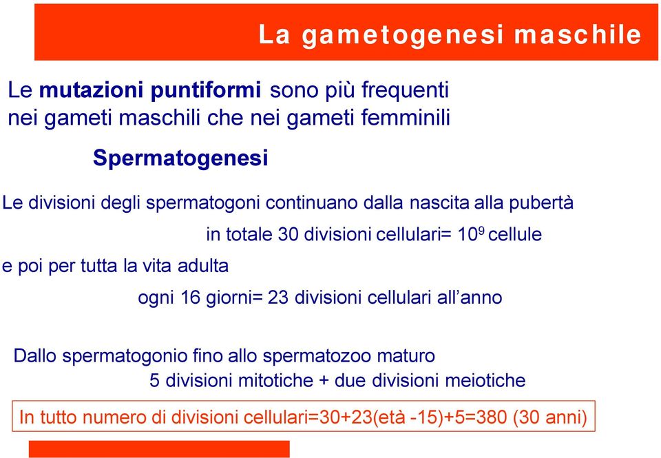 totale 30 divisioni cellulari= 10 9 cellule ogni 16 giorni= 23 divisioni cellulari all anno Dallo spermatogonio fino allo