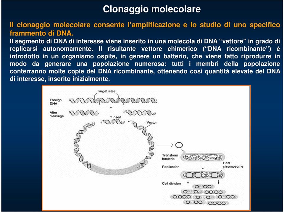 Il risultante vettore chimerico ( DNA ricombinante ) è introdotto in un organismo ospite, in genere un batterio, che viene fatto riprodurre in