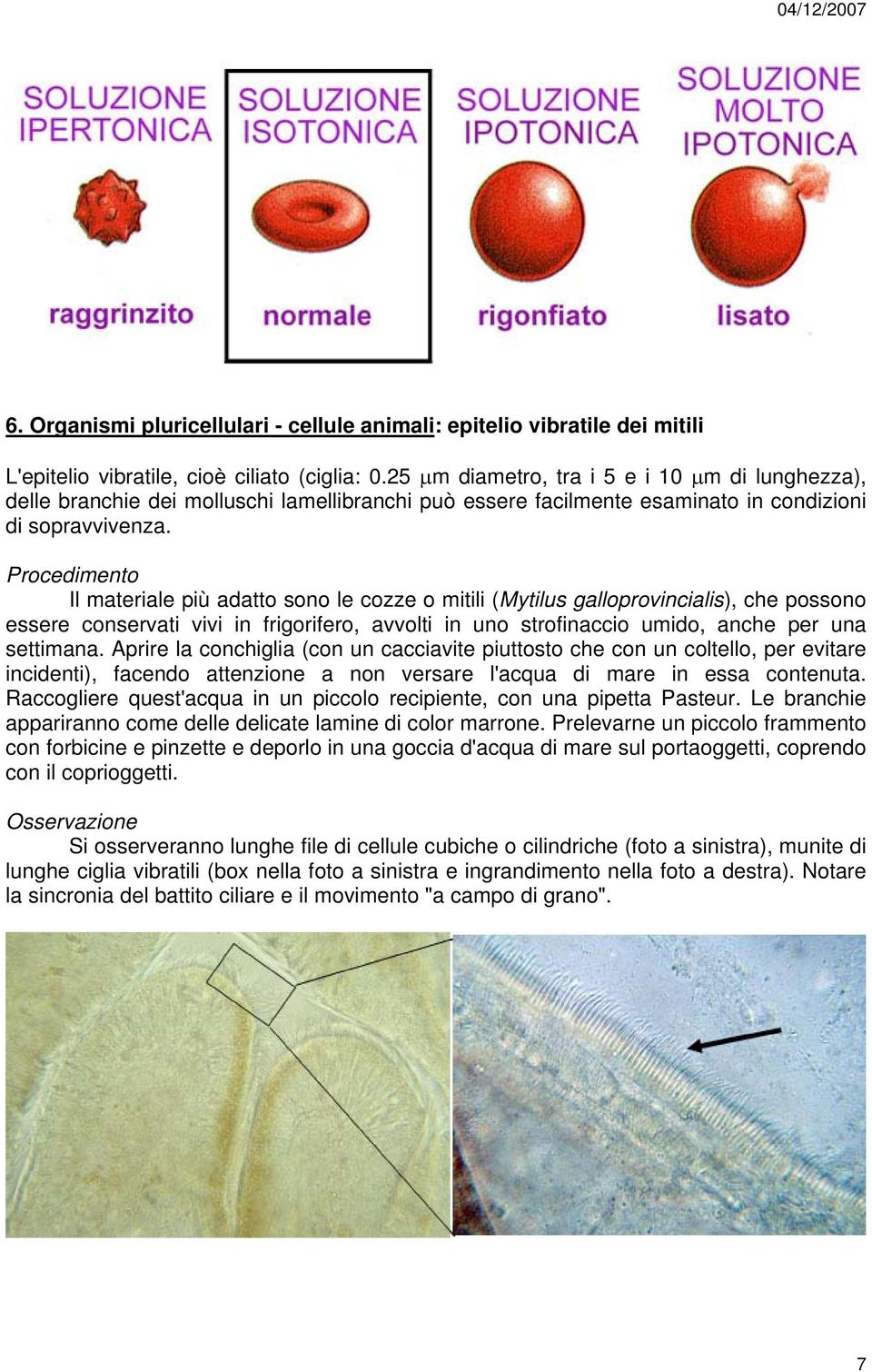 Il materiale più adatto sono le cozze o mitili (Mytilus galloprovincialis), che possono essere conservati vivi in frigorifero, avvolti in uno strofinaccio umido, anche per una settimana.