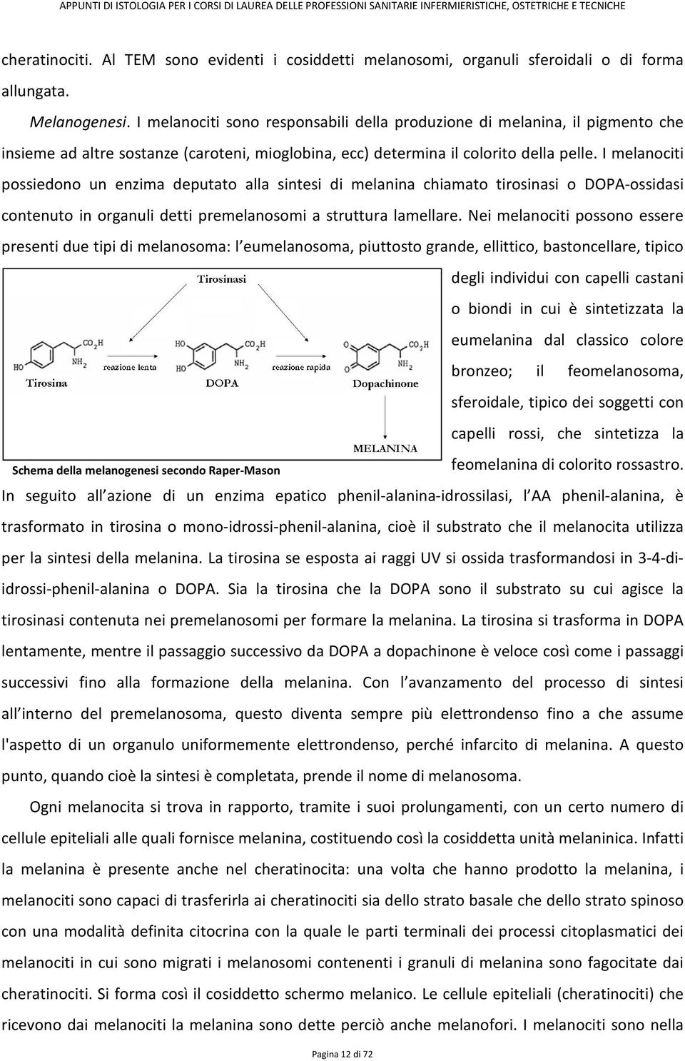 I melanociti possiedono un enzima deputato alla sintesi di melanina chiamato tirosinasi o DOPA-ossidasi contenuto in organuli detti premelanosomi a struttura lamellare.